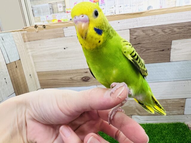 セキセイインコ