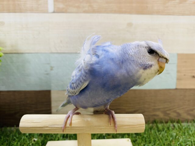 羽衣セキセイインコ