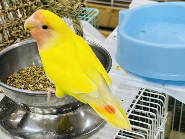 コザクラインコ（小桜インコ）
