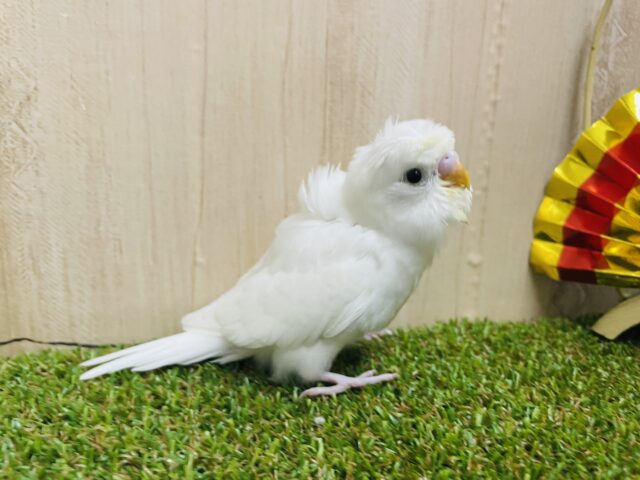 羽衣セキセイインコ