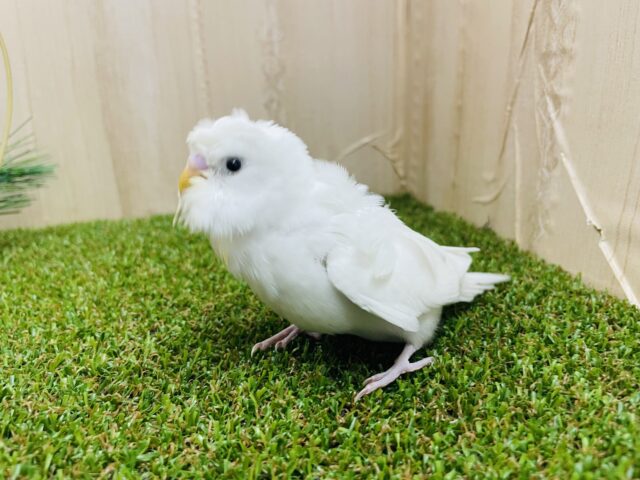 羽衣セキセイインコ