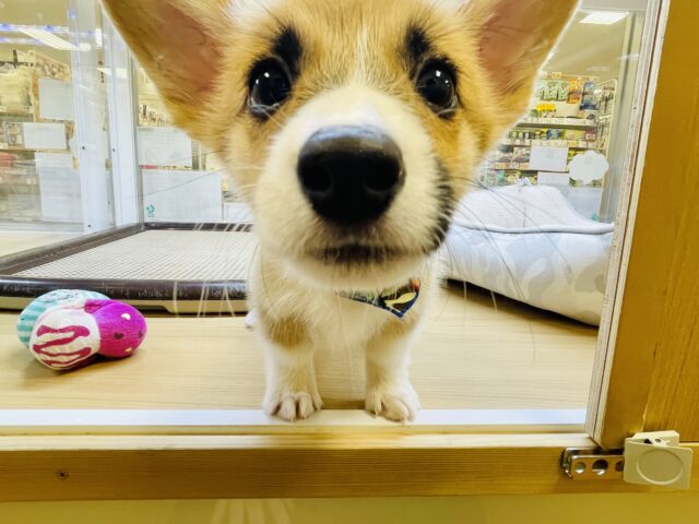 ウェルシュコーギー・ペンブローグ