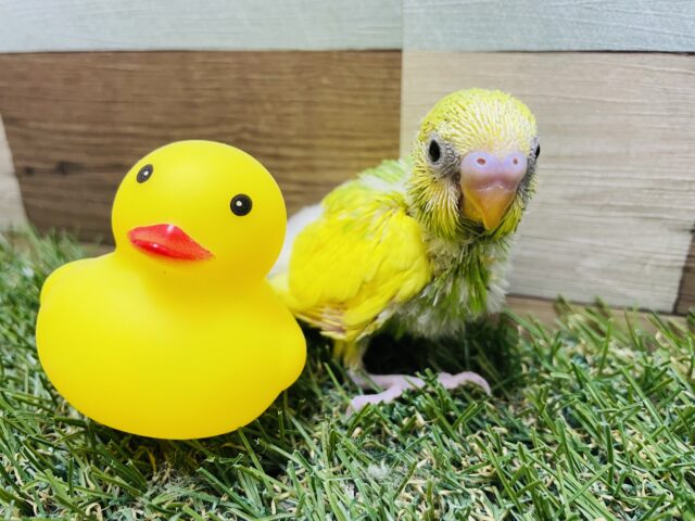 セキセイインコ