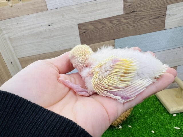 コザクラインコ（小桜インコ）