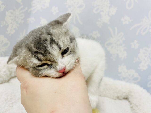 スコティッシュフォールド