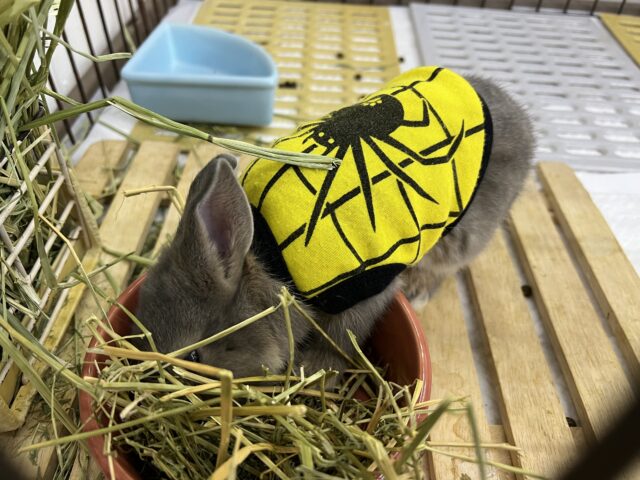 ネザーランドドワーフ