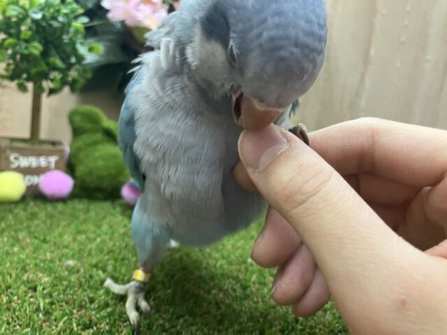 オキナインコ