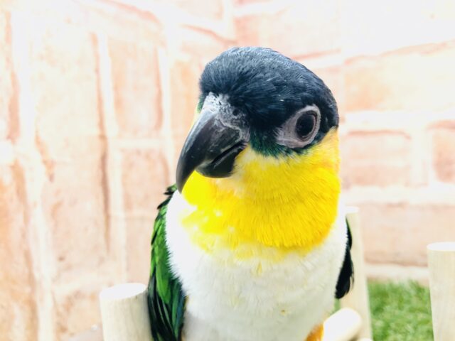 ズグロシロハラインコ