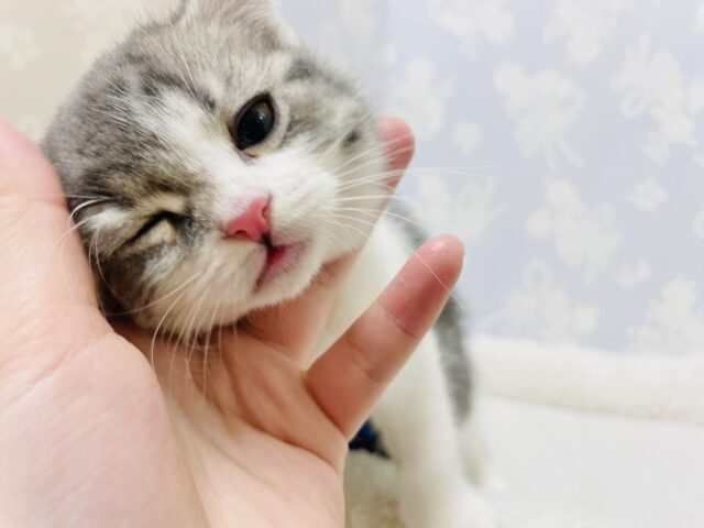 スコティッシュフォールド