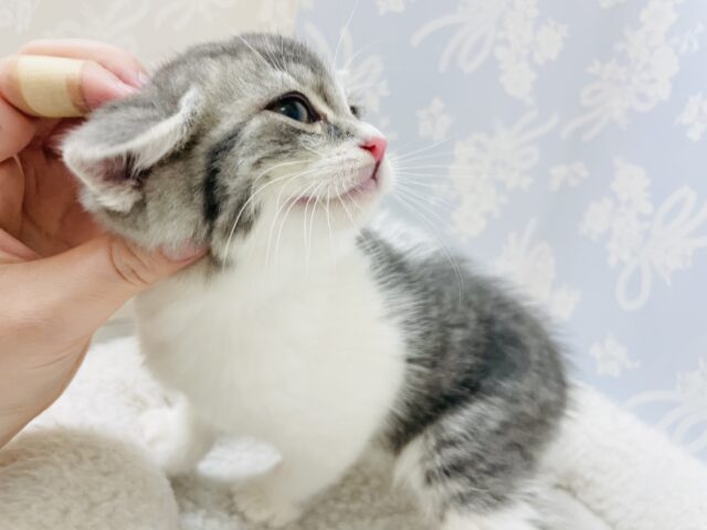 スコティッシュフォールド