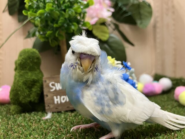 羽衣セキセイインコ
