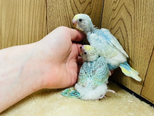 セキセイインコ