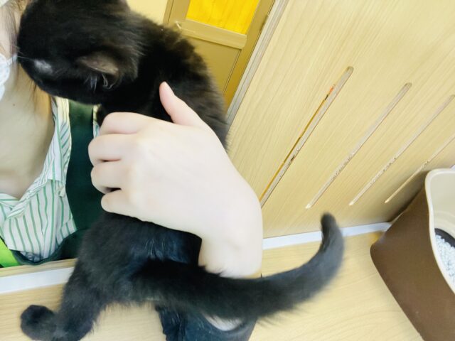 スコティッシュフォールド