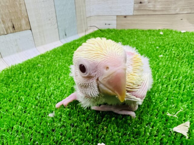コザクラインコ（小桜インコ）