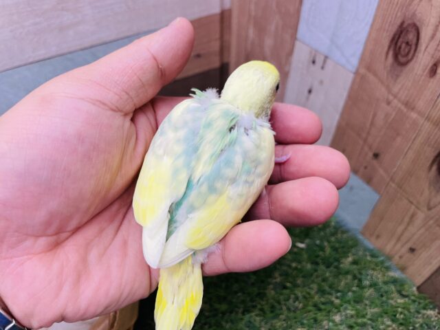 セキセイインコ