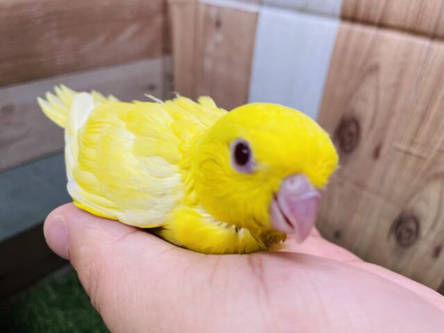 サザナミインコ