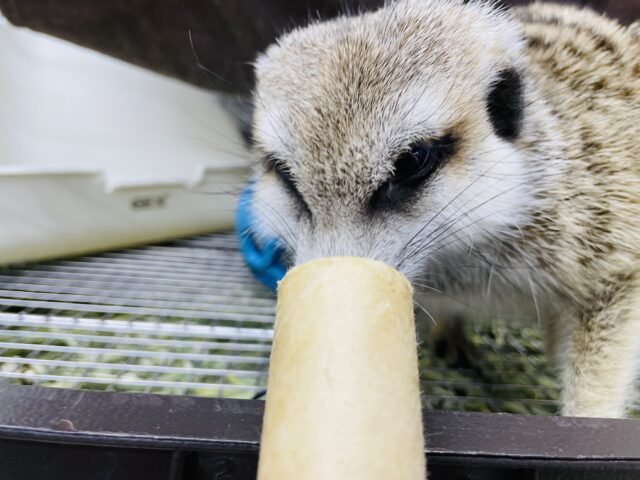 ミーアキャット