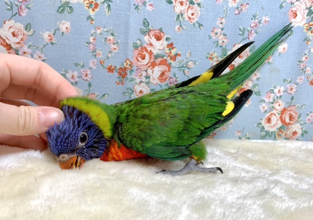 ゴシキセイガイインコ