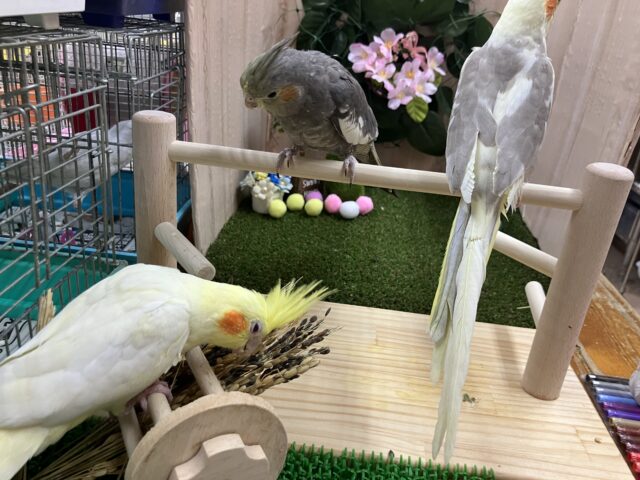 オカメインコ