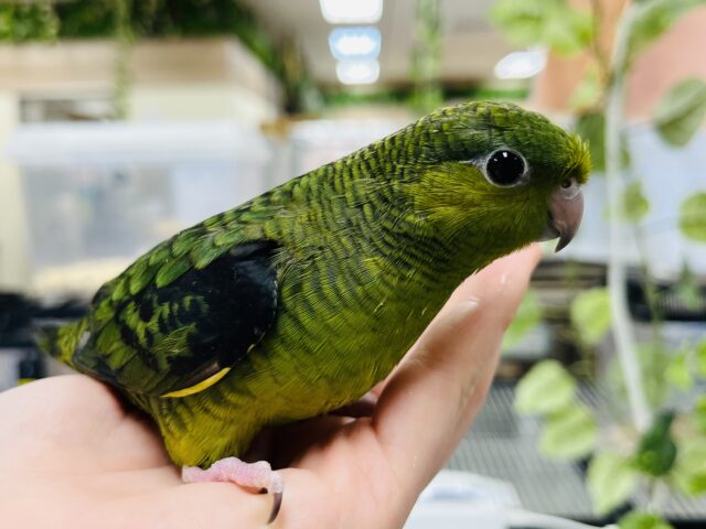 サザナミインコ