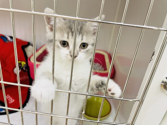 スコティッシュフォールド