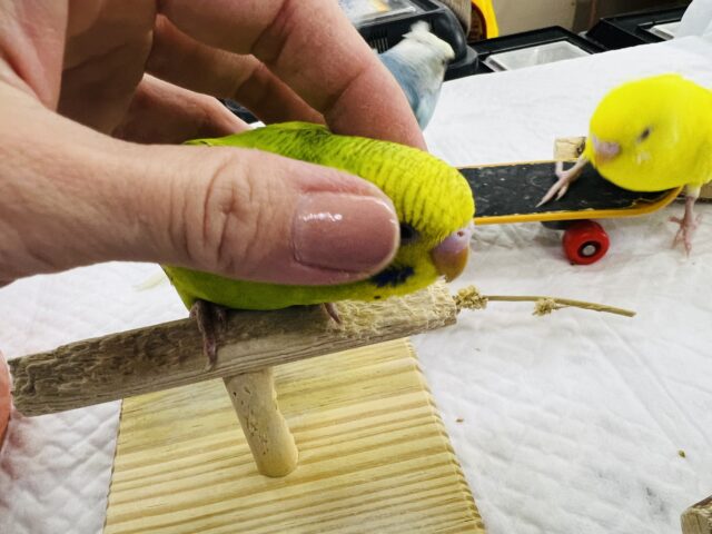 セキセイインコ