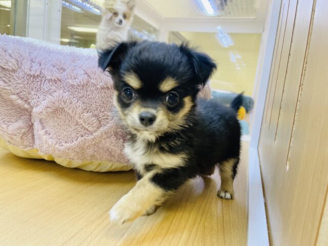 超ホヤホヤ最新画像✨わたち…すぐお腹出しちゃうの♡チワワちゃん! チワワ