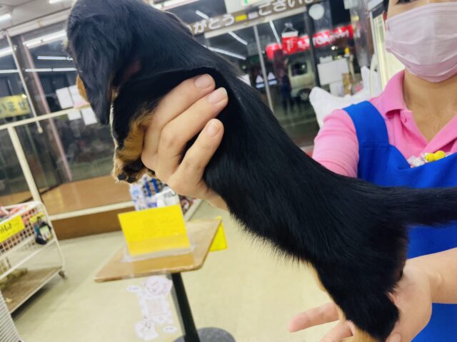 ミニチュアダックス