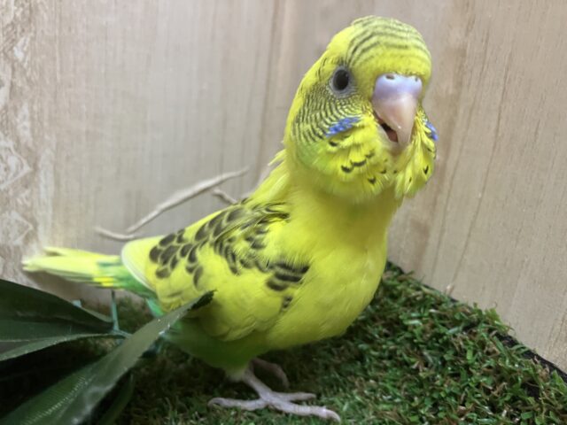 セキセイインコ