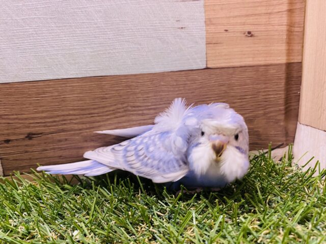 羽衣セキセイインコ