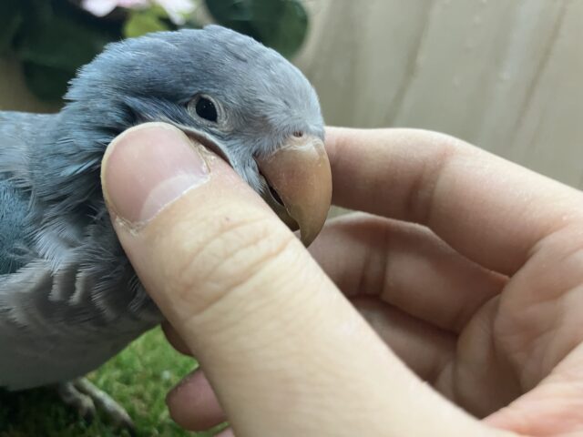 オキナインコ
