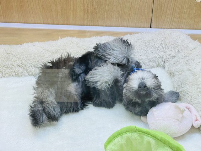 ミニチュアシュナウザー