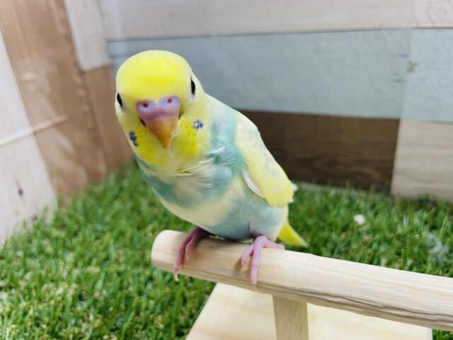 セキセイインコ