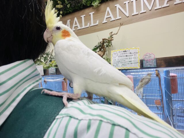 オカメインコ
