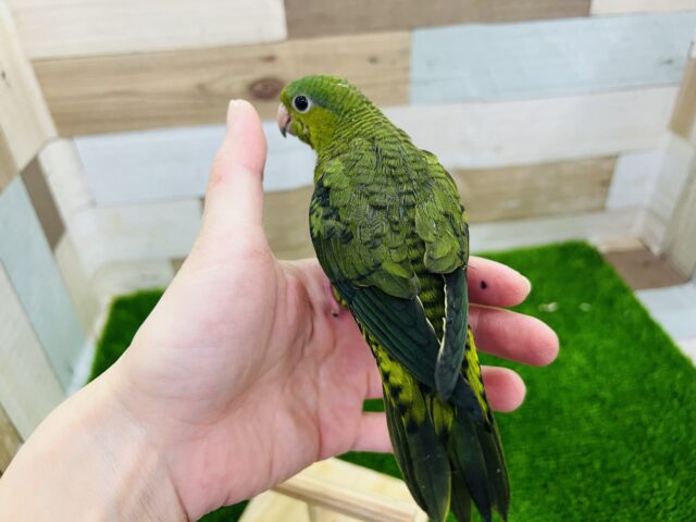 サザナミインコ
