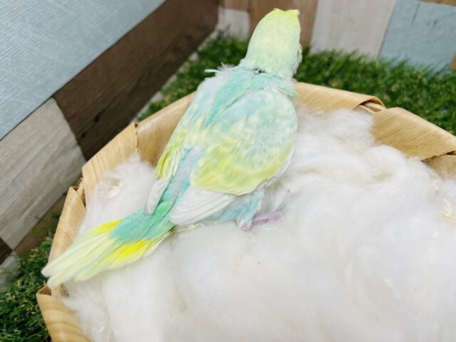 セキセイインコ