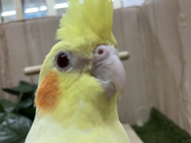 オカメインコ