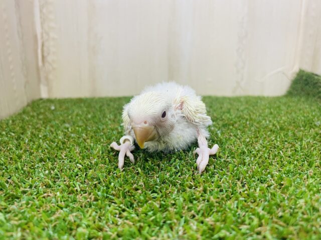 コザクラインコ（小桜インコ）