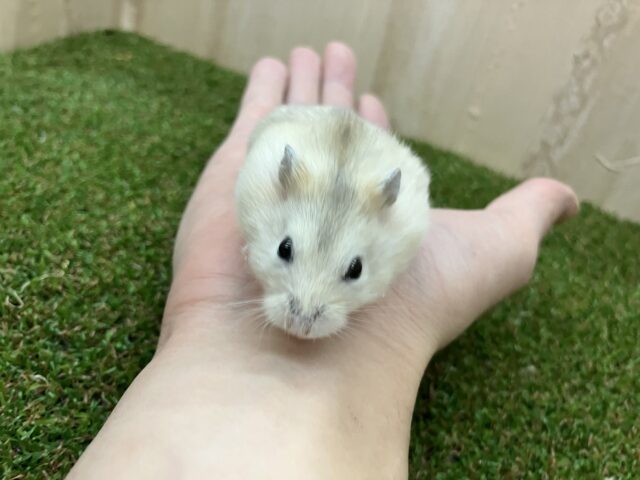 ジャンガリアン