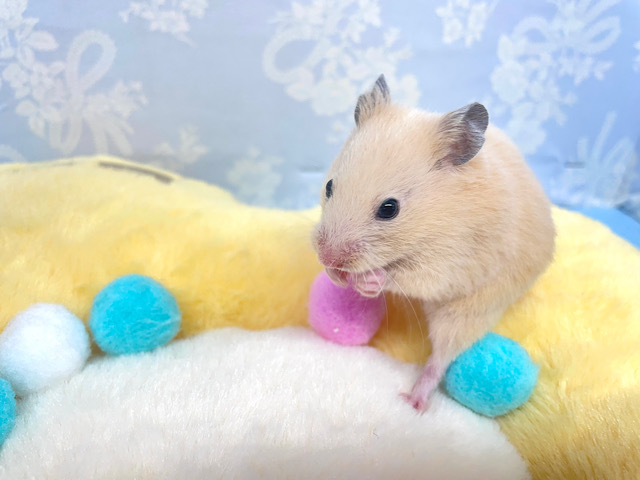 ゴールデンハムスター