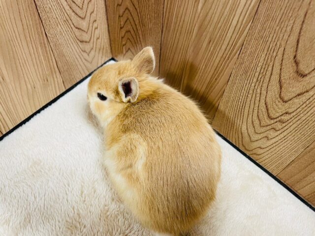 ライオンドワーフラビット