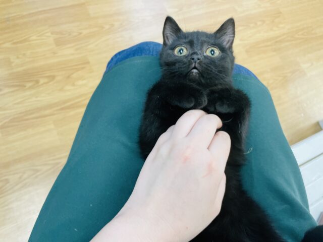 スコティッシュフォールド