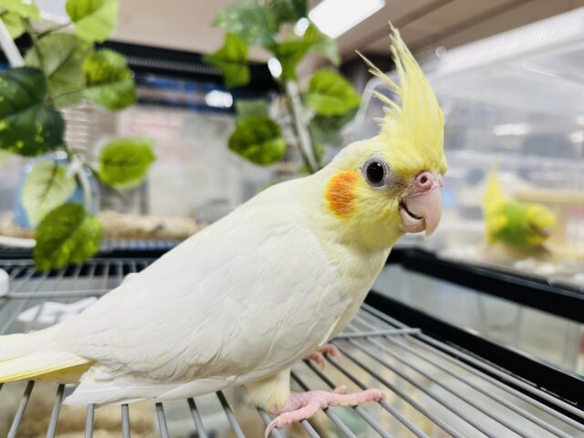 オカメインコ