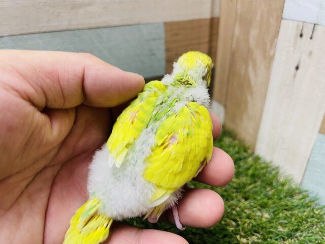 セキセイインコ