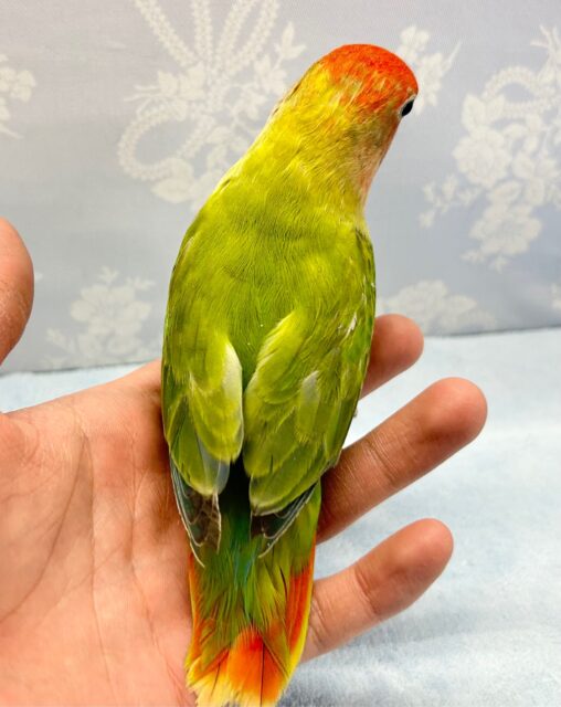 コザクラインコ（小桜インコ）