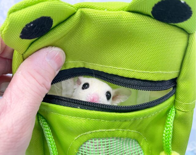 フクロモモンガ