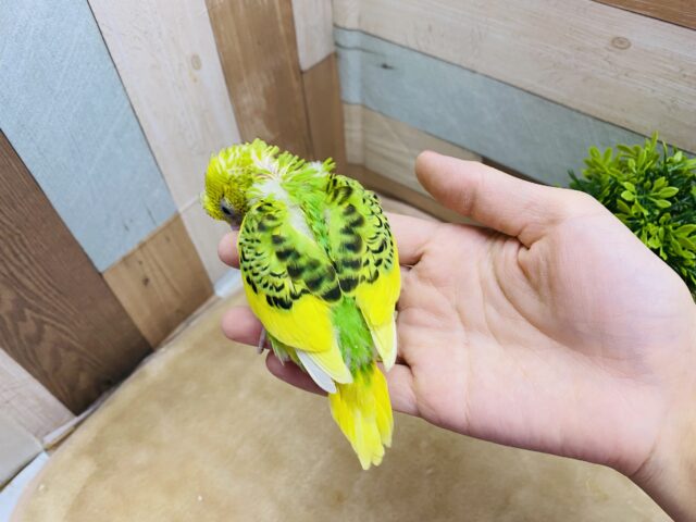 セキセイインコ