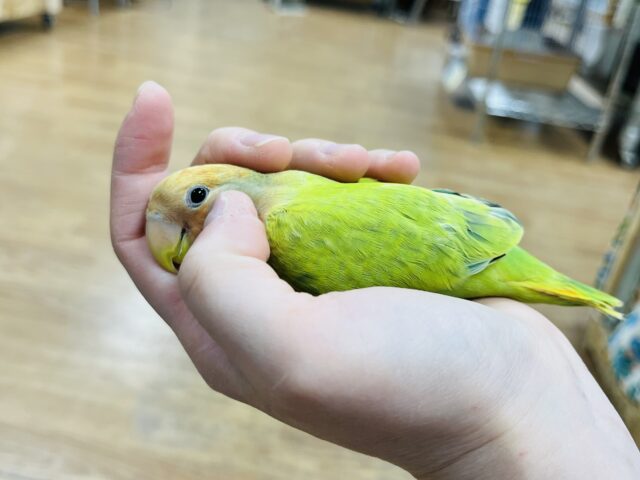 コザクラインコ（小桜インコ）