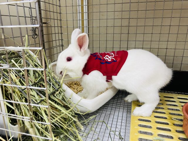 ネザーランドドワーフ