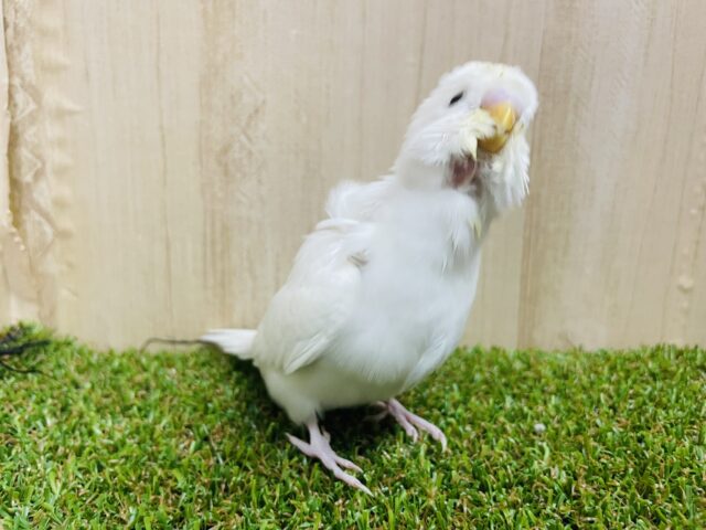 羽衣セキセイインコ